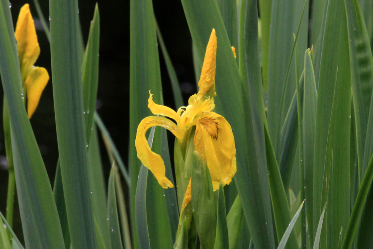 Iris pseudacorus L., 1753 &copy; Annemieke Hoozemans