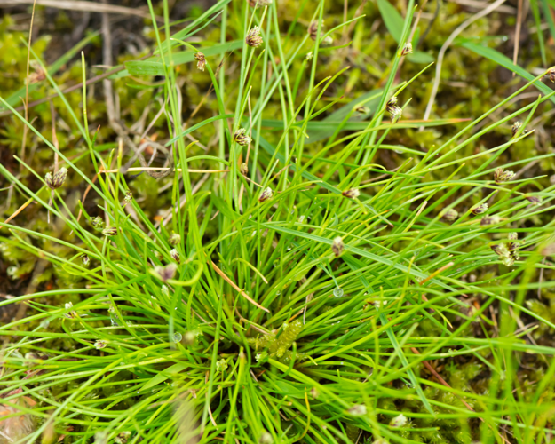 Isolepis setacea (L.) R.Br., 1810 &copy; Wijnand van Buuren