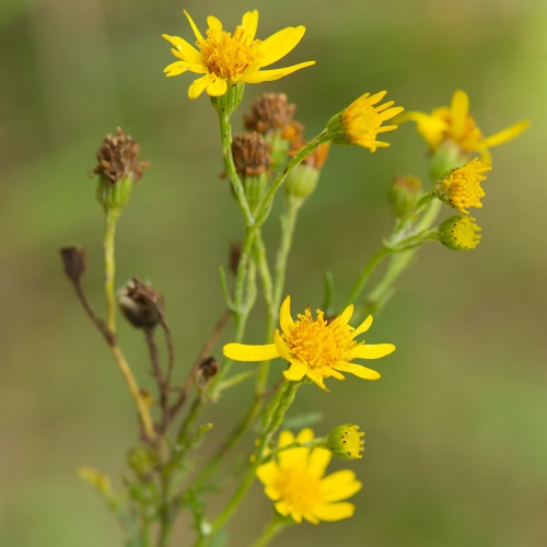 Jacobaea aquatica (Hill) G.Gaertn., B.Mey. & Scherb., 1801 &copy; Wijnand van Buuren