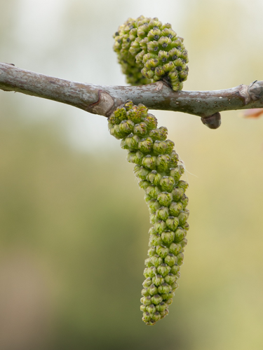 Juglans regia L., 1753 &copy; Wijnand van Buuren