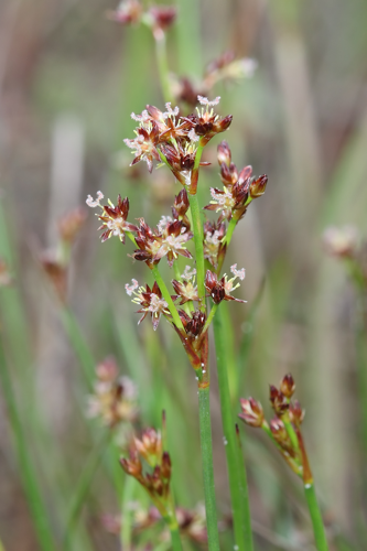 Juncus articulatus L., 1753 &copy; Marijke Kanters