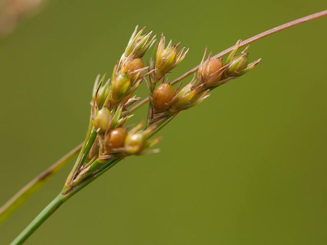Juncus tenuis Willd., 1799 &copy; Wijnand van Buuren