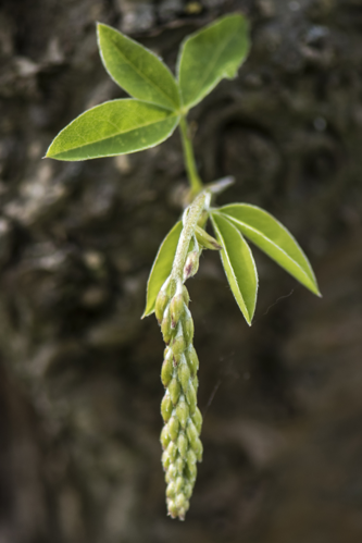 Laburnum anagyroides Medik., 1787 &copy; Piet J. Ashouwer