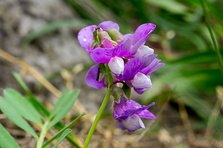 Lathyrus japonicus var. maritimus (L.) Kartesz & Gandhi, 1991 &copy; Hans Adema