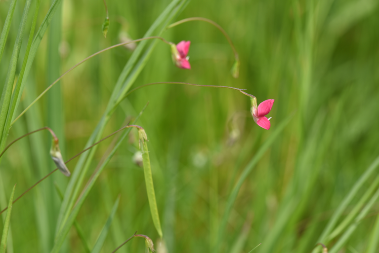 Lathyrus nissolia L., 1753 &copy; Laurens van der Linde