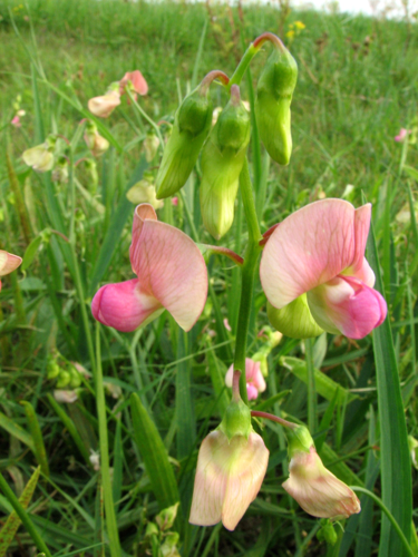 Lathyrus sylvestris L., 1753 &copy; Bert Verbruggen