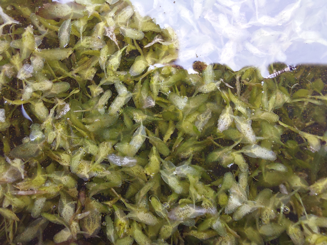 Lemna trisulca L., 1753 &copy; Dick Belgers