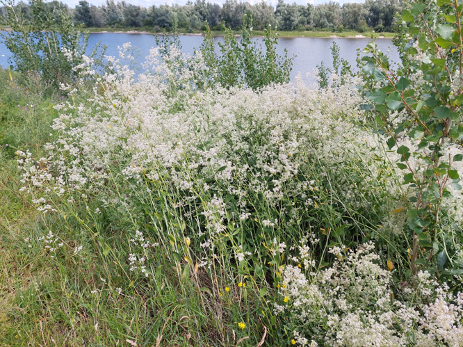 Lepidium latifolium L., 1753 &copy; Dick Belgers