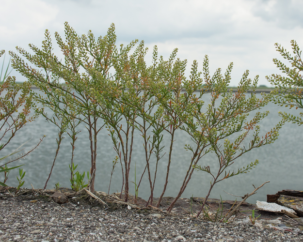 Lepidium ruderale L., 1753 &copy; Wijnand van Buuren