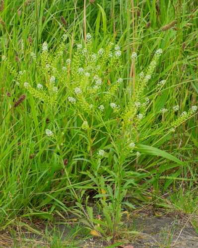 Lepidium virginicum L., 1753 &copy; Wijnand van Buuren