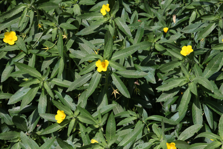 Ludwigia grandiflora (Michx.) Greuter & Burdet, 1987 &copy; Lidwien Peterse