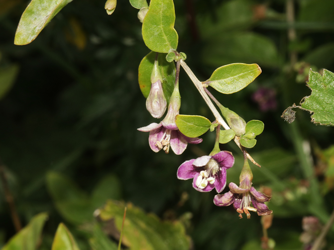 Lycium barbarum L., 1753 &copy; Petra Fleurbaaij