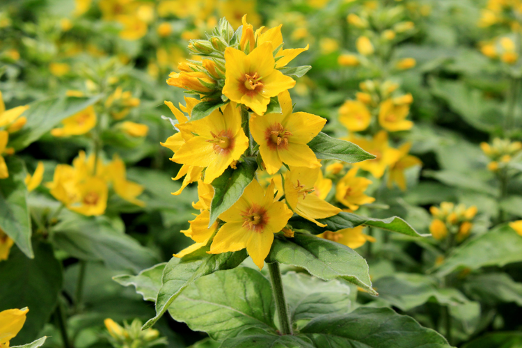 Lysimachia punctata L., 1753 &copy; Annemieke Hoozemans