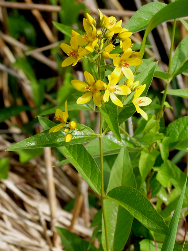 Lysimachia vulgaris L., 1753 &copy; Hannco Bakker