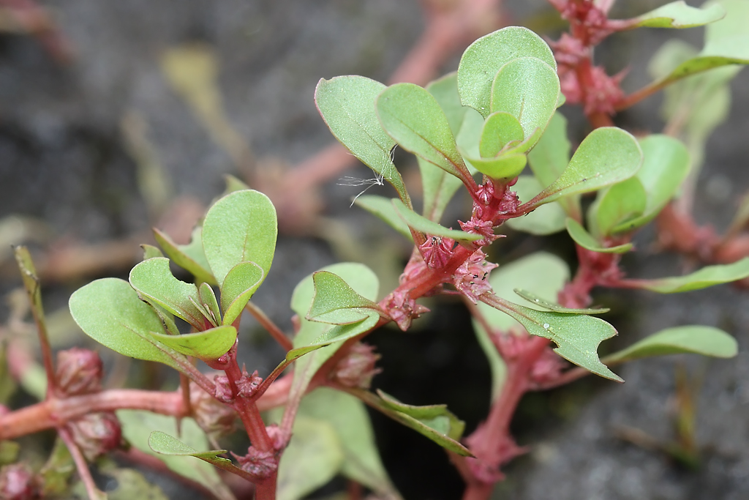 Lythrum portula (L.) D.A.Webb, 1967 &copy; Marijke Kanters