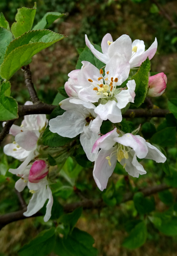Malus domestica (Suckow) Borkh., 1803 &copy; Bert Verbruggen
