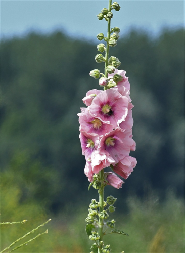 Malva alcea L., 1753 &copy; Louis Westgeest