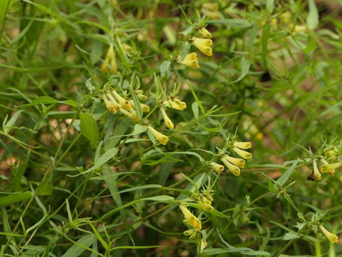 Melampyrum pratense L., 1753 &copy; Dick Belgers