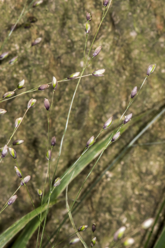 Melica uniflora Retz., 1779 &copy; Piet J. Ashouwer
