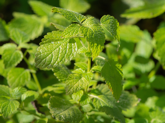Melissa officinalis L., 1753 &copy; Wijnand van Buuren