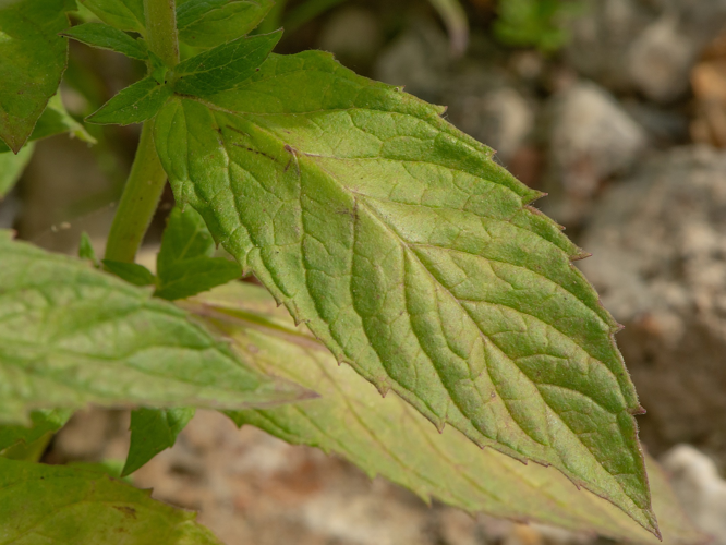 Mentha longifolia (L.) Huds., 1762 &copy; Wijnand van Buuren