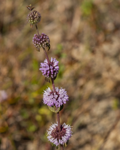 Mentha pulegium L., 1753 &copy; Wijnand van Buuren