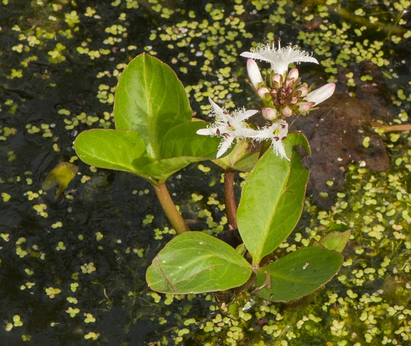Menyanthes trifoliata L., 1753 &copy; Wijnand van Buuren
