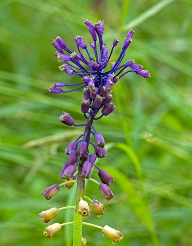 Muscari comosum (L.) Mill., 1768 &copy; Wijnand van Buuren