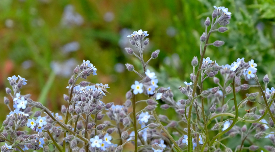 Myosotis arvensis (L.) Hill, 1764 &copy; Bert Verbruggen
