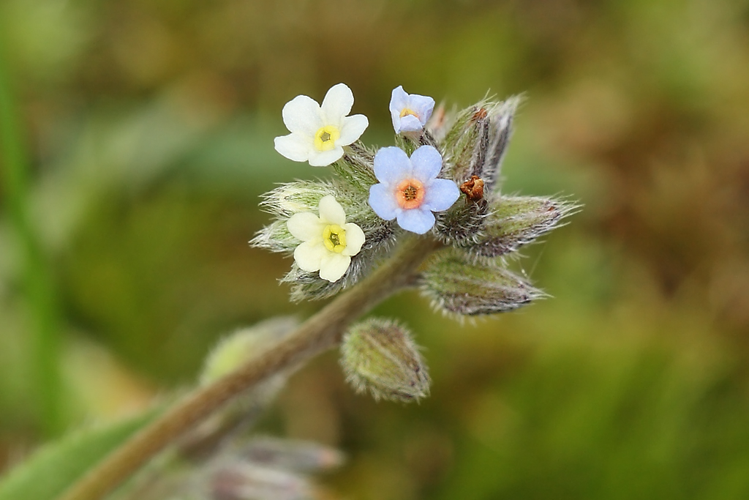 Myosotis discolor Pers., 1797 &copy; Marijke Kanters