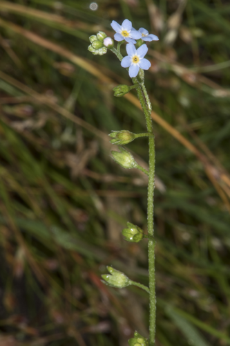 Myosotis laxa Lehm., 1818 &copy; Piet J. Ashouwer