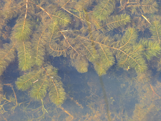 Myriophyllum spicatum L., 1753 &copy; Dick Belgers