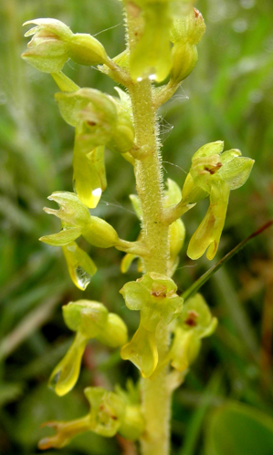 Listera ovata (L.) R.Br., 1813 &copy; Bert Verbruggen