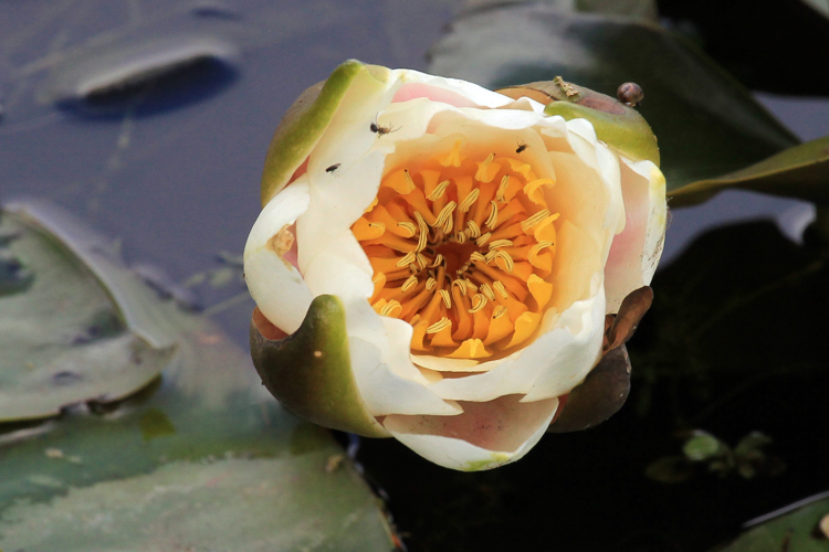 Nymphaea alba L., 1753 &copy; Annemieke Hoozemans