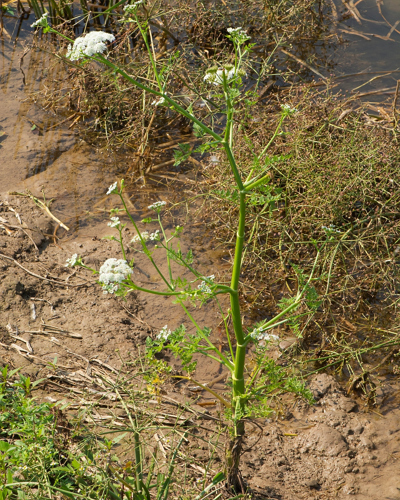 Oenanthe aquatica (L.) Poir., 1798 &copy; Wijnand van Buuren