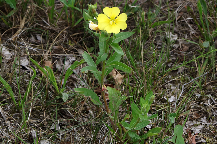Oenothera glazioviana Micheli, 1875 &copy; Annemieke Hoozemans