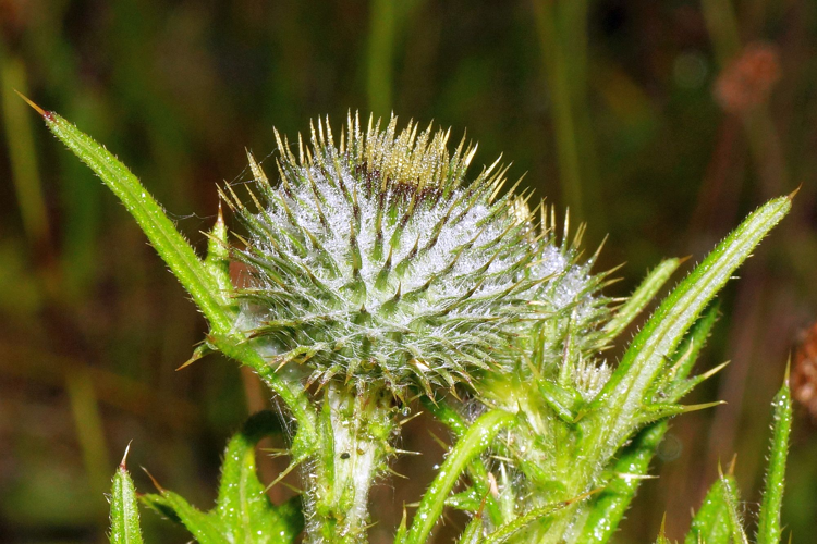 Onopordum acanthium L., 1753 &copy; Hans Jonkman