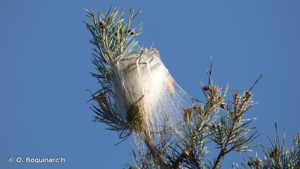 Cocon dans un pin. Forêt de Fontainebleau. © O. Roquinarc'h