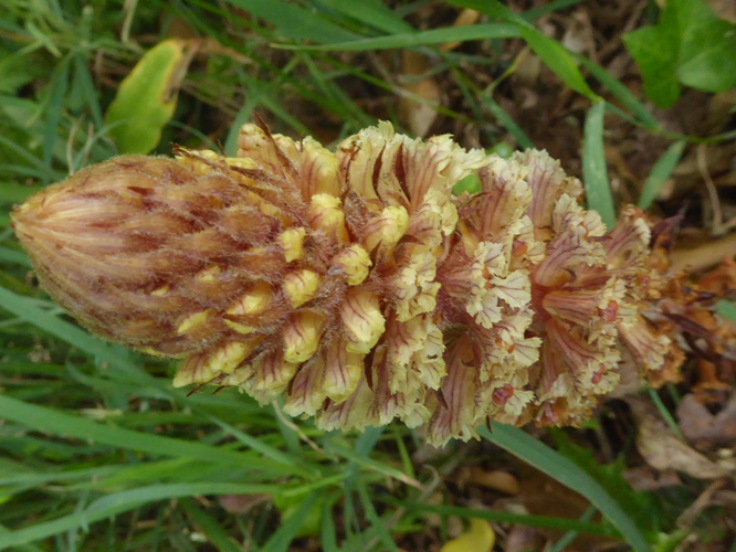 Orobanche hederae Vaucher ex Duby, 1828 &copy; Tjerk Nawijn