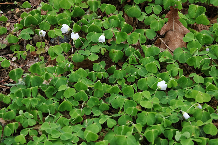 Oxalis acetosella L., 1753 &copy; Annemieke Hoozemans