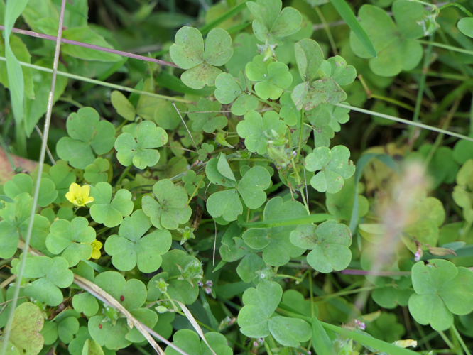 Oxalis fontana Bunge, 1833 &copy; Dick Belgers