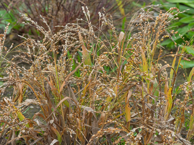 Panicum miliaceum L., 1753 &copy; Wijnand van Buuren