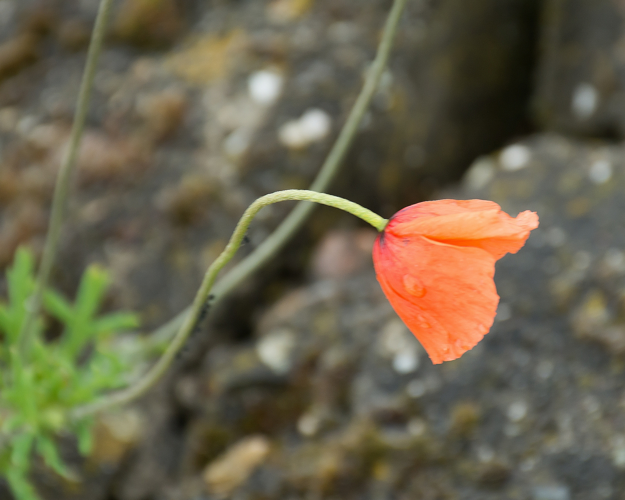 Papaver dubium L., 1753 &copy; Wijnand van Buuren