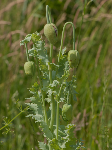 Papaver somniferum L., 1753 &copy; Wijnand van Buuren