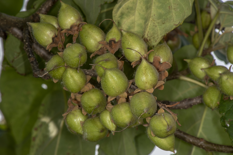 Paulownia tomentosa (Thunb.) Steud., 1841 &copy; Piet J. Ashouwer