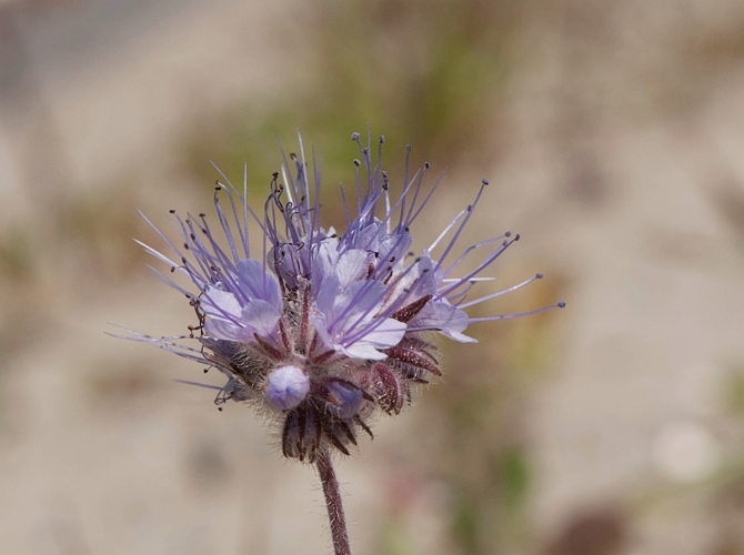Phacelia tanacetifolia Benth., 1835 &copy; Wijnand van Buuren