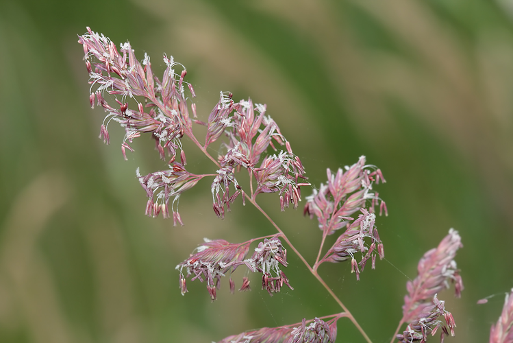 Phalaris arundinacea L., 1753 &copy; Marijke Kanters