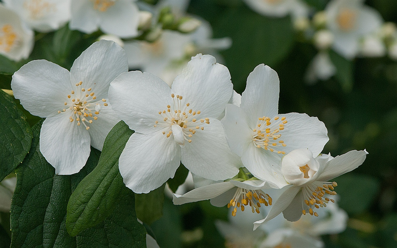 Philadelphus coronarius L., 1753 &copy; Wijnand van Buuren