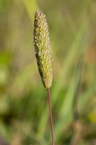 Phleum arenarium L., 1753 &copy; Wijnand van Buuren