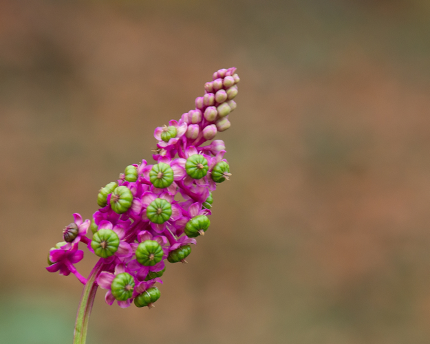 Phytolacca americana L., 1753 &copy; Wijnand van Buuren